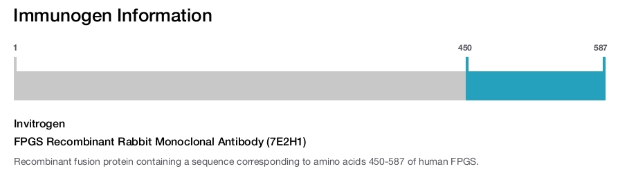 FPGS Recombinant Rabbit Monoclonal Antibody (7E2H1)