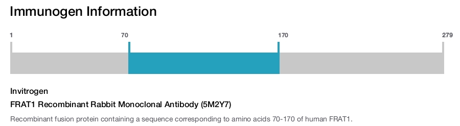 FRAT1 Recombinant Rabbit Monoclonal Antibody (5M2Y7)
