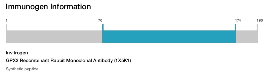 GPX2 Recombinant Rabbit Monoclonal Antibody (1X5K1)