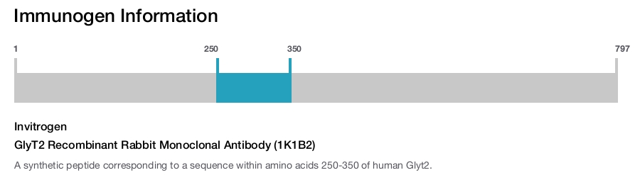 GlyT2 Recombinant Rabbit Monoclonal Antibody (1K1B2)