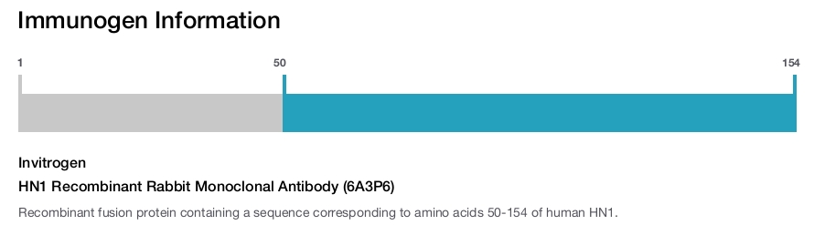 HN1 Recombinant Rabbit Monoclonal Antibody (6A3P6)
