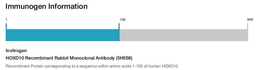 HOXD10 Recombinant Rabbit Monoclonal Antibody (5H5S6)