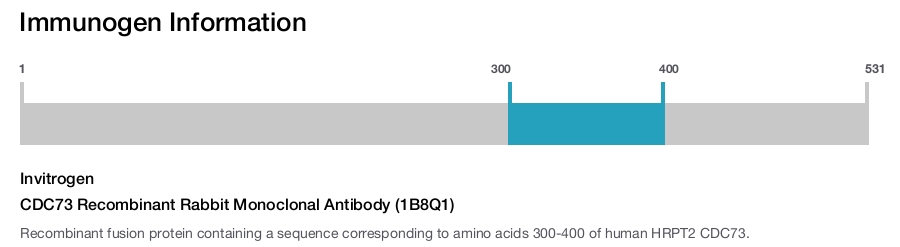 CDC73 Recombinant Rabbit Monoclonal Antibody (1B8Q1)