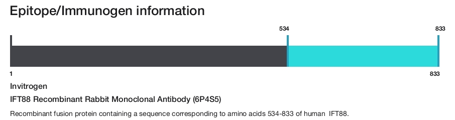 IFT88 Recombinant Rabbit Monoclonal Antibody (6P4S5)