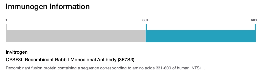 CPSF3L Recombinant Rabbit Monoclonal Antibody (3E7S3)