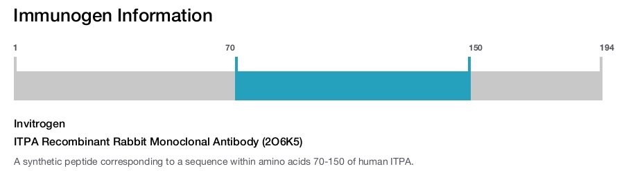 ITPA Recombinant Rabbit Monoclonal Antibody (2O6K5)