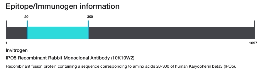 IPO5 Recombinant Rabbit Monoclonal Antibody (10K10W2)
