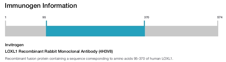 LOXL1 Recombinant Rabbit Monoclonal Antibody (4H3V8)