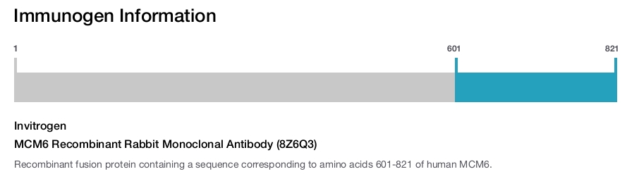MCM6 Recombinant Rabbit Monoclonal Antibody (8Z6Q3)