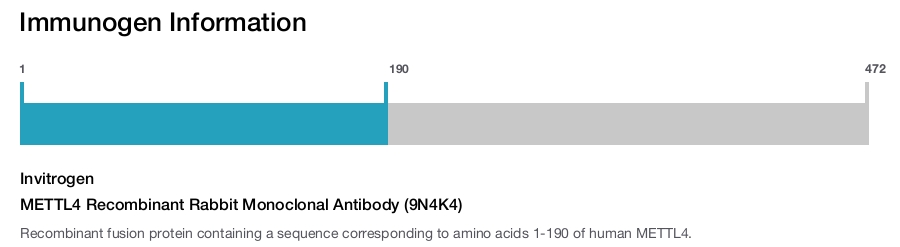 METTL4 Recombinant Rabbit Monoclonal Antibody (9N4K4)