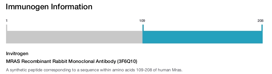 MRAS Recombinant Rabbit Monoclonal Antibody (3F6Q10)