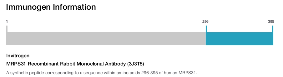 MRPS31 Recombinant Rabbit Monoclonal Antibody (3J3T5)