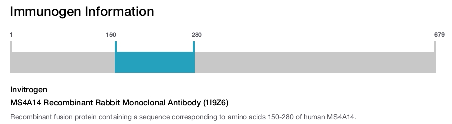 MS4A14 Recombinant Rabbit Monoclonal Antibody (1I9Z6)