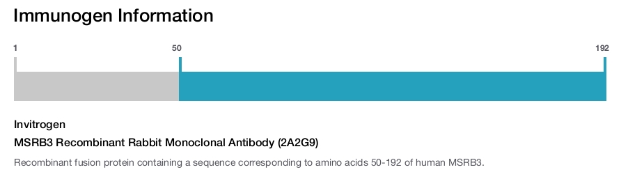 MSRB3 Recombinant Rabbit Monoclonal Antibody (2A2G9)