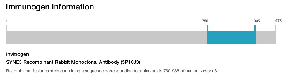 SYNE3 Recombinant Rabbit Monoclonal Antibody (5P10J3)