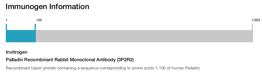 Palladin Recombinant Rabbit Monoclonal Antibody (3P2R2)