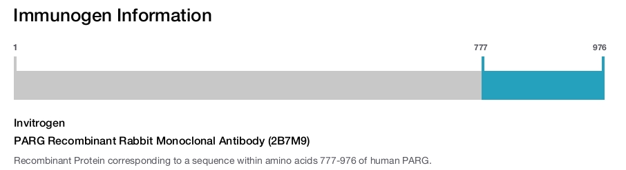 PARG Recombinant Rabbit Monoclonal Antibody (2B7M9)