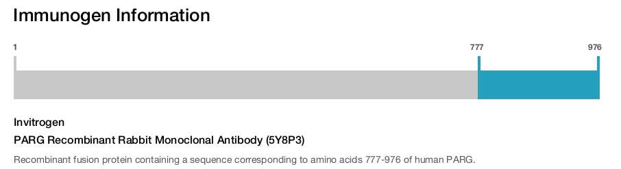 PARG Recombinant Rabbit Monoclonal Antibody (5Y8P3)