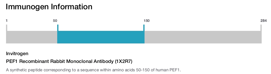 PEF1 Recombinant Rabbit Monoclonal Antibody (1X2R7)