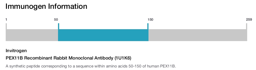 PEX11B Recombinant Rabbit Monoclonal Antibody (1U1K6)