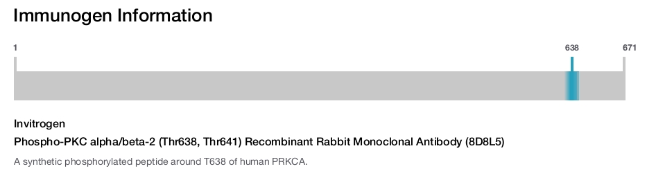 Phospho-PKC alpha/beta-2 (Thr638, Thr641) Recombinant Rabbit Monoclonal Antibody (8D8L5)