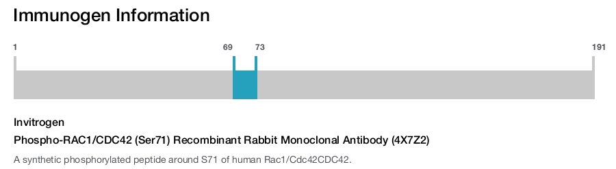 Phospho-RAC1/CDC42 (Ser71) Recombinant Rabbit Monoclonal Antibody (4X7Z2)
