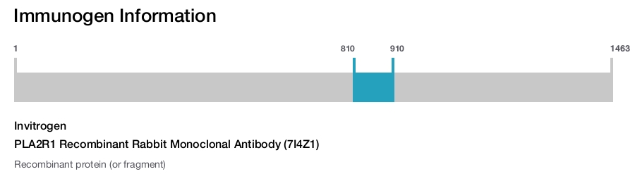 PLA2R1 Recombinant Rabbit Monoclonal Antibody (7I4Z1)