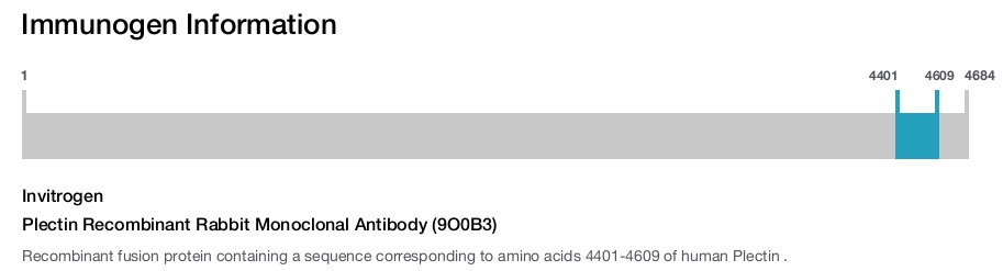 Plectin Recombinant Rabbit Monoclonal Antibody (9O0B3)