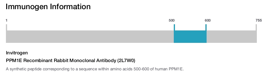 PPM1E Recombinant Rabbit Monoclonal Antibody (2L7W0)