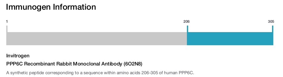 PPP6C Recombinant Rabbit Monoclonal Antibody (6O2N8)