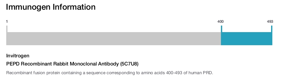 PEPD Recombinant Rabbit Monoclonal Antibody (5C7U8)