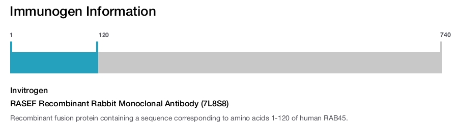 RASEF Recombinant Rabbit Monoclonal Antibody (7L8S8)