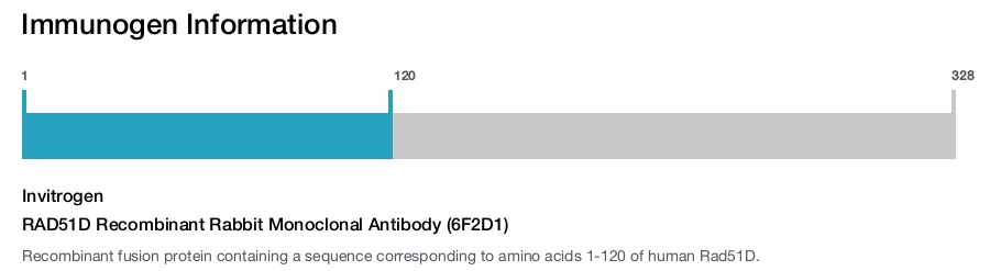 RAD51D Recombinant Rabbit Monoclonal Antibody (6F2D1)