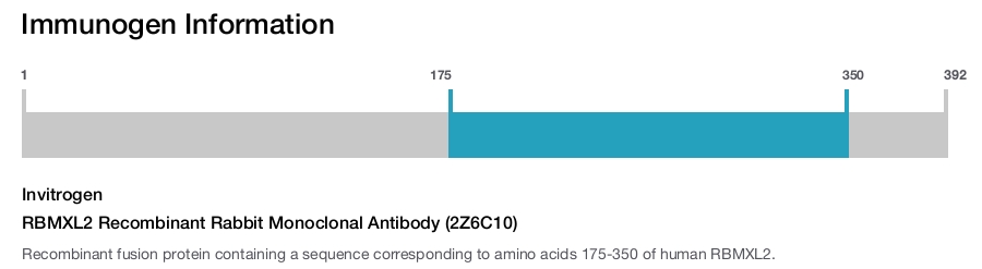 RBMXL2 Recombinant Rabbit Monoclonal Antibody (2Z6C10)