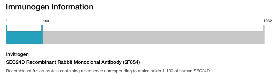 SEC24D Recombinant Rabbit Monoclonal Antibody (6F8S4)