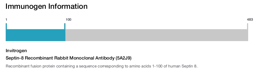 Septin-8 Recombinant Rabbit Monoclonal Antibody (5A2J9)