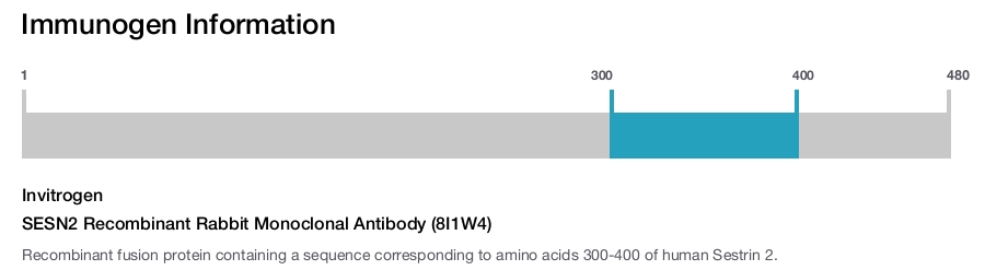 SESN2 Recombinant Rabbit Monoclonal Antibody (8I1W4)