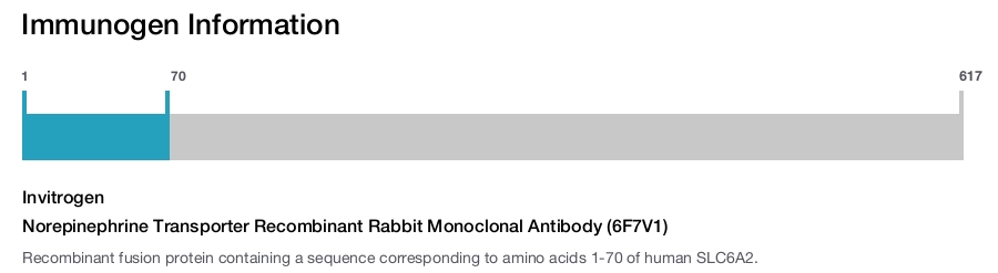 Norepinephrine Transporter Recombinant Rabbit Monoclonal Antibody (6F7V1)