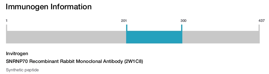 SNRNP70 Recombinant Rabbit Monoclonal Antibody (2W1C8)