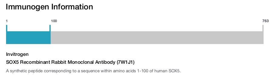 SOX5 Recombinant Rabbit Monoclonal Antibody (7W1J1)