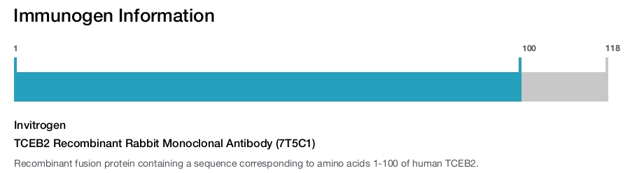 TCEB2 Recombinant Rabbit Monoclonal Antibody (7T5C1)