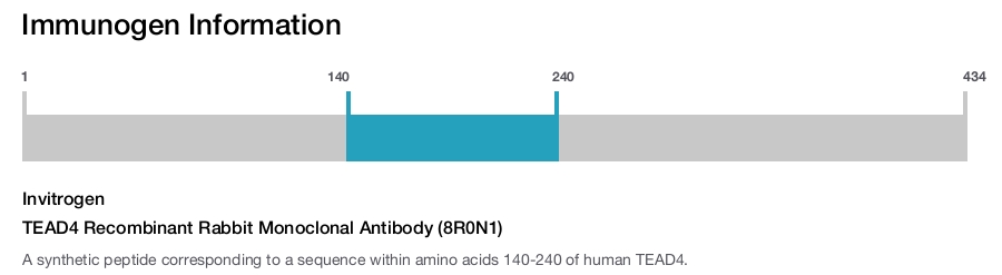 TEAD4 Recombinant Rabbit Monoclonal Antibody (8R0N1)