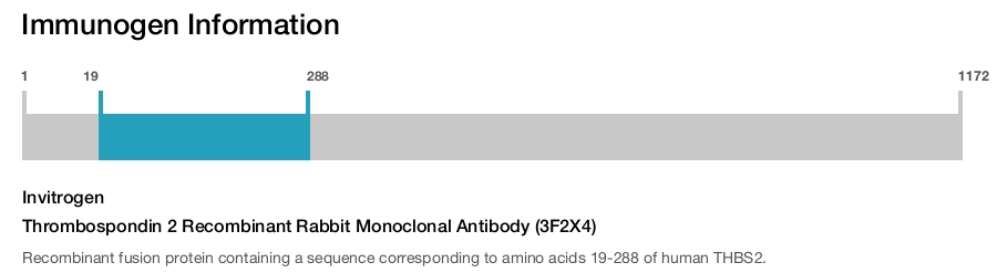 Thrombospondin 2 Recombinant Rabbit Monoclonal Antibody (3F2X4)