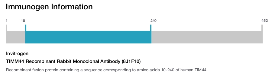 TIMM44 Recombinant Rabbit Monoclonal Antibody (8J1F10)