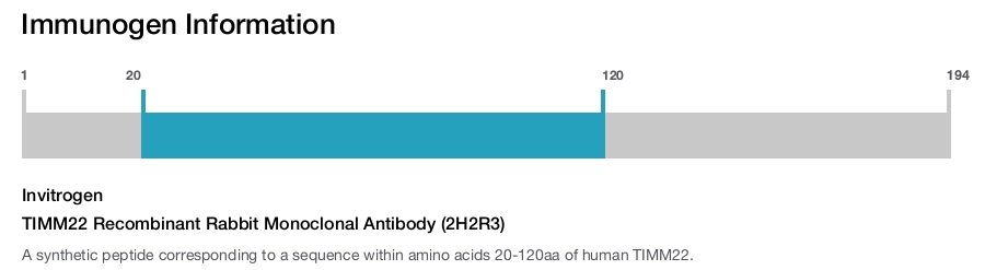 TIMM22 Recombinant Rabbit Monoclonal Antibody (2H2R3)