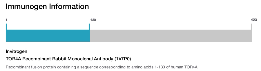 TOR4A Recombinant Rabbit Monoclonal Antibody (1V7P0)