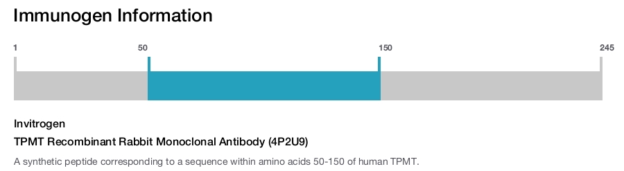 TPMT Recombinant Rabbit Monoclonal Antibody (4P2U9)