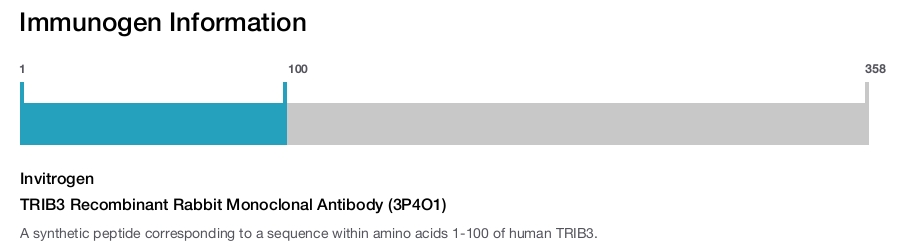 TRIB3 Recombinant Rabbit Monoclonal Antibody (3P4O1)