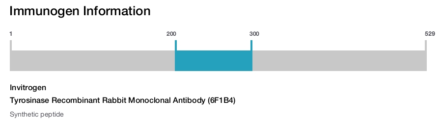 Tyrosinase Recombinant Rabbit Monoclonal Antibody (6F1B4)