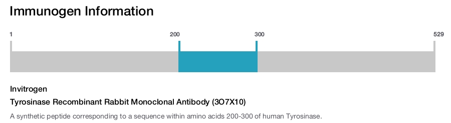 Tyrosinase Recombinant Rabbit Monoclonal Antibody (3O7X10)